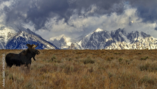 Fototapeta Naklejka Na Ścianę i Meble -  Alert bull moose gazes across field and stands with regal majesty against Teton mountains and storm clouds landscape