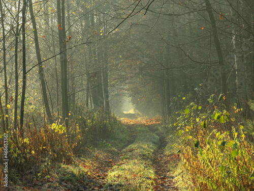 Leśna droga o poranku. Nad drogą, między gałęziami drzew unosi się mgła oświetlana promieniami słońca.
