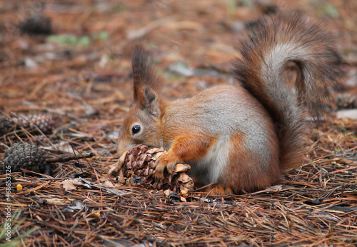 squirrel eating nut © Iryna