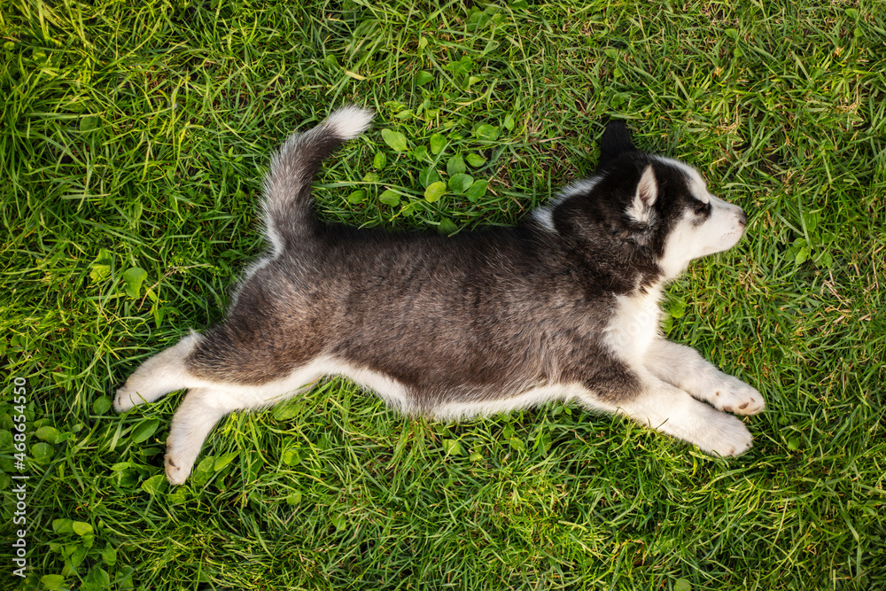 Cute siberian husky puppy lying on the green grass in the park