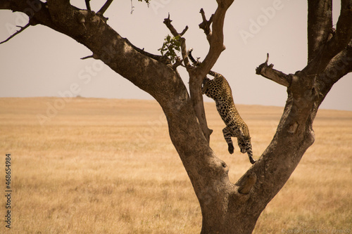 cheeta leaping from tree in serengeti national park