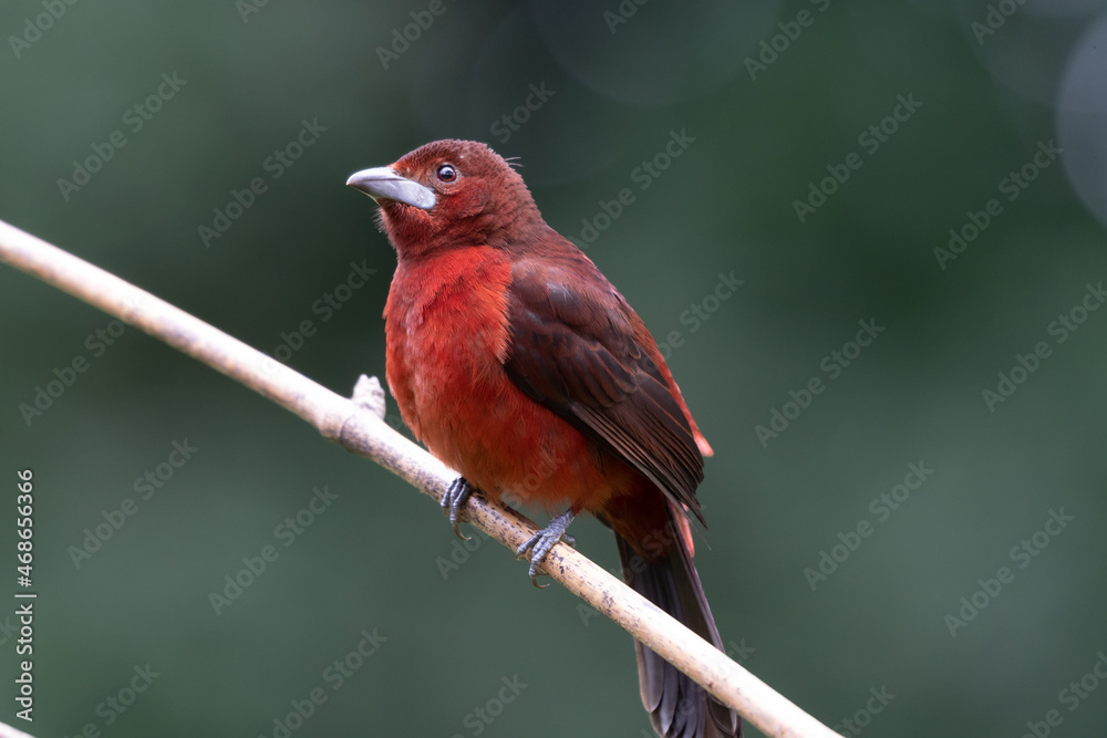 Silver Beaked Tanager, brightly colored bird showing the fine feather detail perched on a branch with good lighting in the tropical forested areas of Trinidad West Indies Silver Beaked Tanager, brightly colored bird showing the fine feather detail perched on a branch with good lighting in the tropical forested areas of Trinidad West Indies