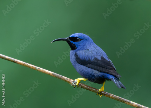 Purple Honeycreeper, brightly colored bird showing the fine feather detail perched on a branch with good lighting in the tropical forested areas of Trinidad West Indies