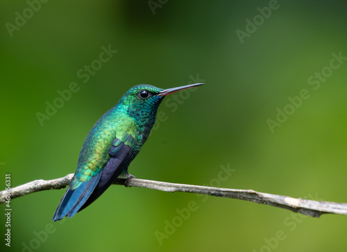 Blue Chinned Sapphire Hummingbird, brightly colored bird showing the fine feather detail perched on a branch with good lighting in the tropical forested areas of Trinidad West Indies