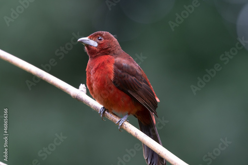 Silver Beaked Tanager, brightly colored bird showing the fine feather detail perched on a branch with good lighting in the tropical forested areas of Trinidad West Indies © Paul