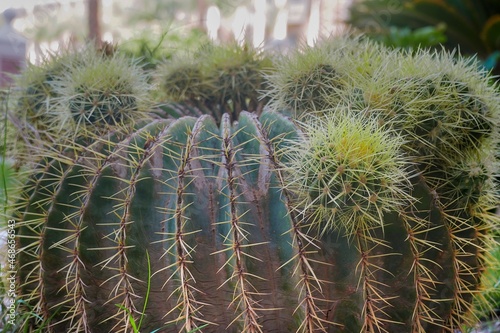 large green cactus on which cacti grow small