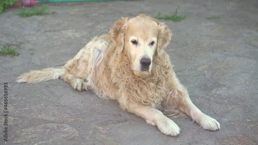 A slow-motion shot of a Labrador retriever lying on the asphalt and enjoying life. Popular dog breeds on summer holidays. High quality FullHD footage A slow-motion shot of a Labrador retriever lying on the asphalt and enjoying life. Popular dog breeds on summer holidays. High quality FullHD footage