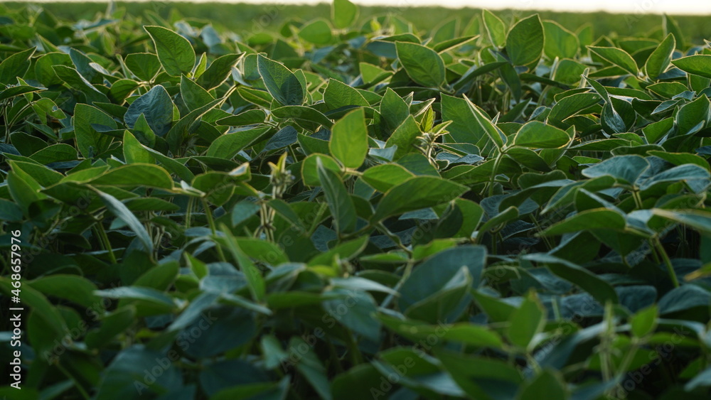 Green ripening soybean field, agricultural landscape. Flowering soybean plant. Soy plantations at sunset. Against the background of the sun. soybeans. Green ripening soybean field, agricultural landscape. Flowering soybean plant. Soy plantations at sunset. Against the background of the sun. soybeans.