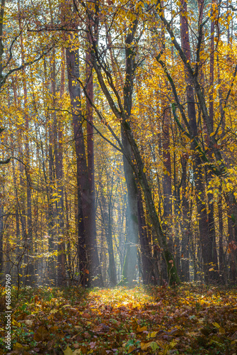 the sun's rays penetrating the trees in the forest. phenomenal forest