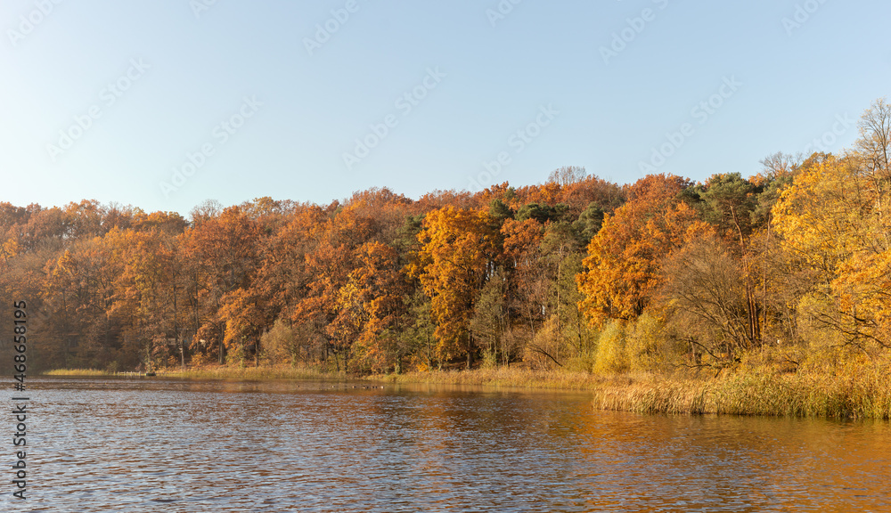 view of the autumn forest by the lake. colorful forest trees by the lake