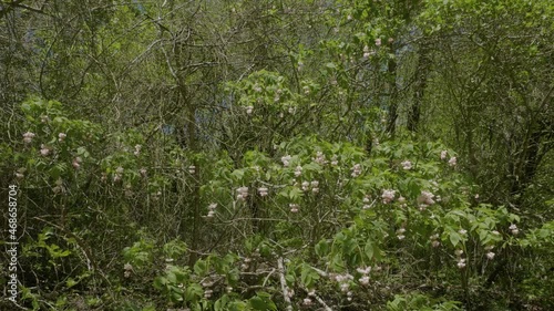 The North Caucasus. European bladdernut (Staphylea pinnata) near the shore of the mountain river Zhane in the springtime. photo