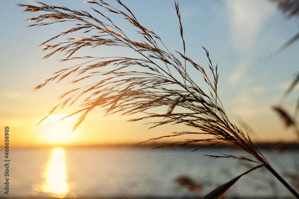 Beautiful reed plant near river at sunset, closeup - obrazy, fototapety, plakaty 