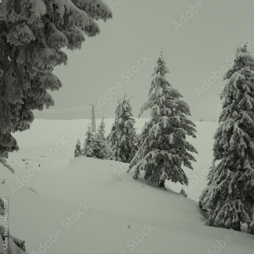 Snow covered fir trees