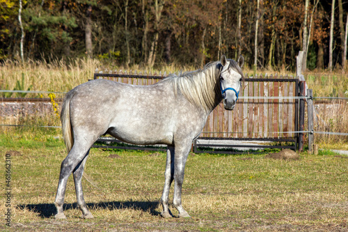 Siwy koń stojący na wybiegu