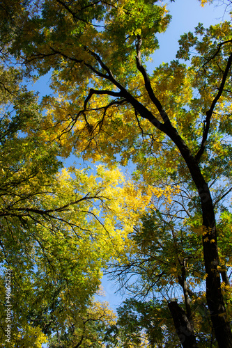 tree crowns with yellow and green leaves on a blue sky background