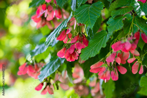 A close-up of the reddish-pink ripening fruits of the Tatar maple.