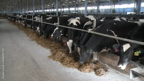 Cows eat feed from feeders at a livestock fattening farm.