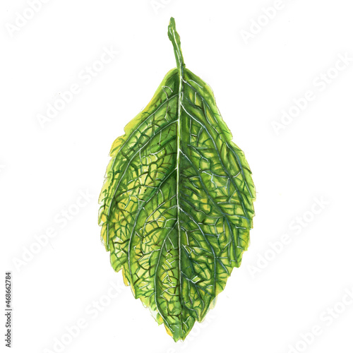 green leaf isolated on white
