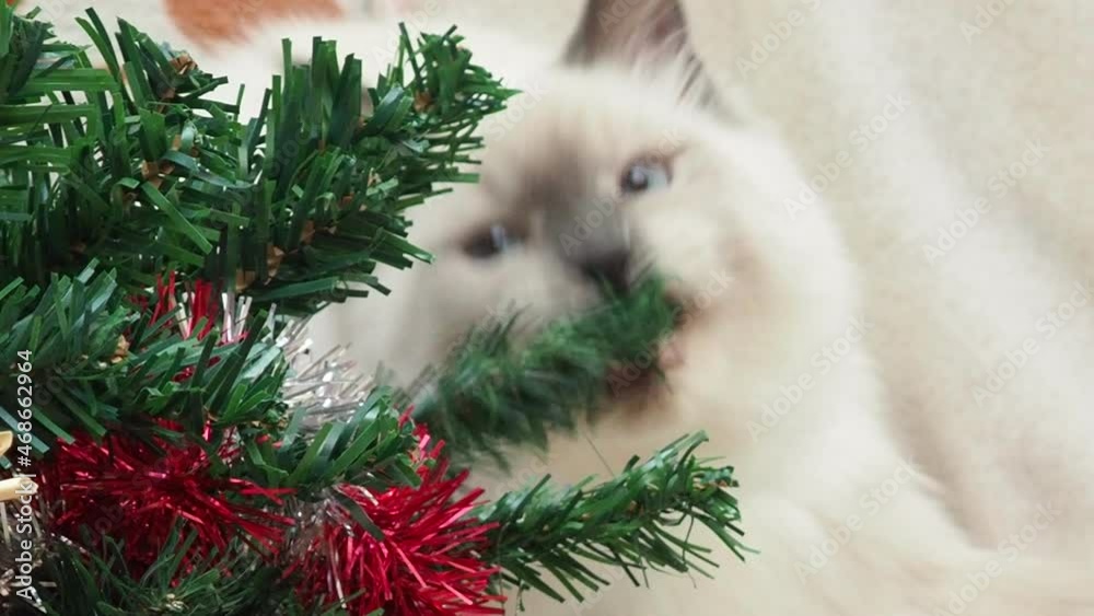 Tabby and happy cat. Christmas season 2022 2021, new year, holidays and celebration He plays with a Christmas toy.