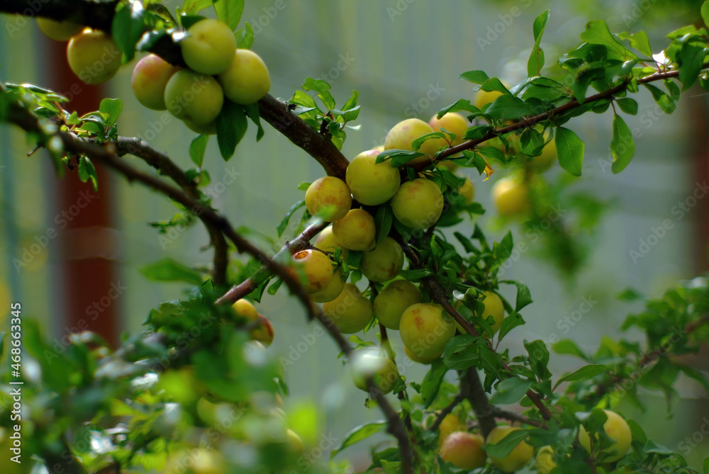 quince fruits on a branch in the garden