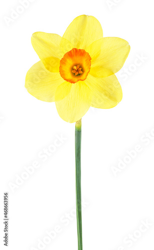Single narcissus flower isolated on a white background. Spring flower.