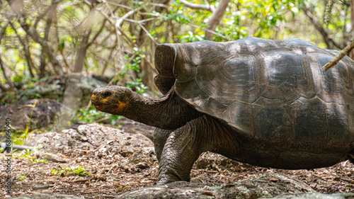 Bild auf Leinwand Tortuga galápagos caminando en el bosque