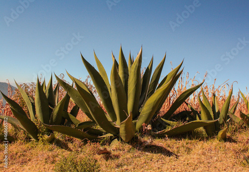 Maguey pulquero - plantas del Estado de México © Aldadeyta