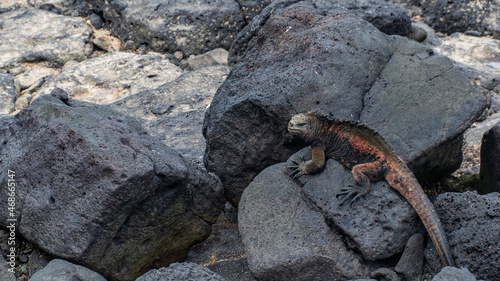 Iguana rojiza descansando en piedras negras 