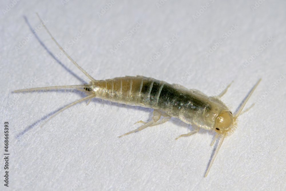 Silverfish in macro photo. Common home insect, Lepisma saccharinum