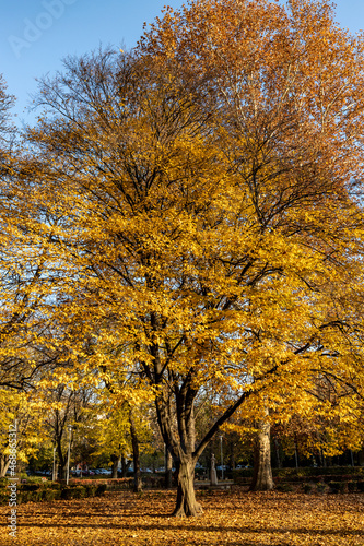 Yellow trees in autumn in the park on sunny day, Budapest