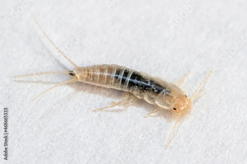 Silverfish in extreme close-up macro on white paper
