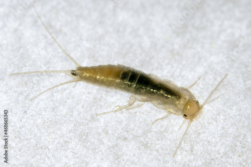 Closup Silverfish. Common home insect. Lepisma saccharinum