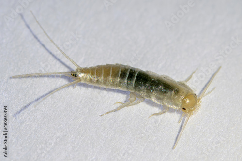 Silverfish in macro photo. Common home insect, Lepisma saccharinum photo