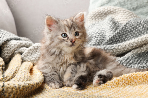 Cute kitten on knitted blanket. Baby animal © New Africa