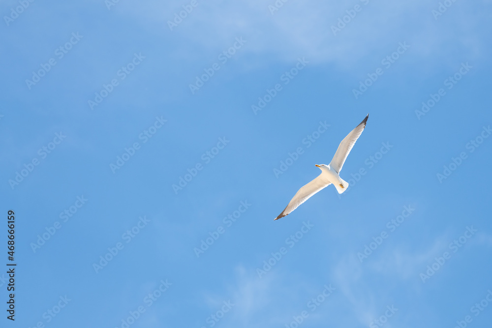 Ichthyaetus audouinii or Audouin's gull is a beautiful gull restricted to the Mediterranean and the western coast of Saharan Africa and the Iberian Peninsula. Ichthyaetus audouinii or Audouin's gull is a beautiful gull restricted to the Mediterranean and the western coast of Saharan Africa and the Iberian Peninsula.