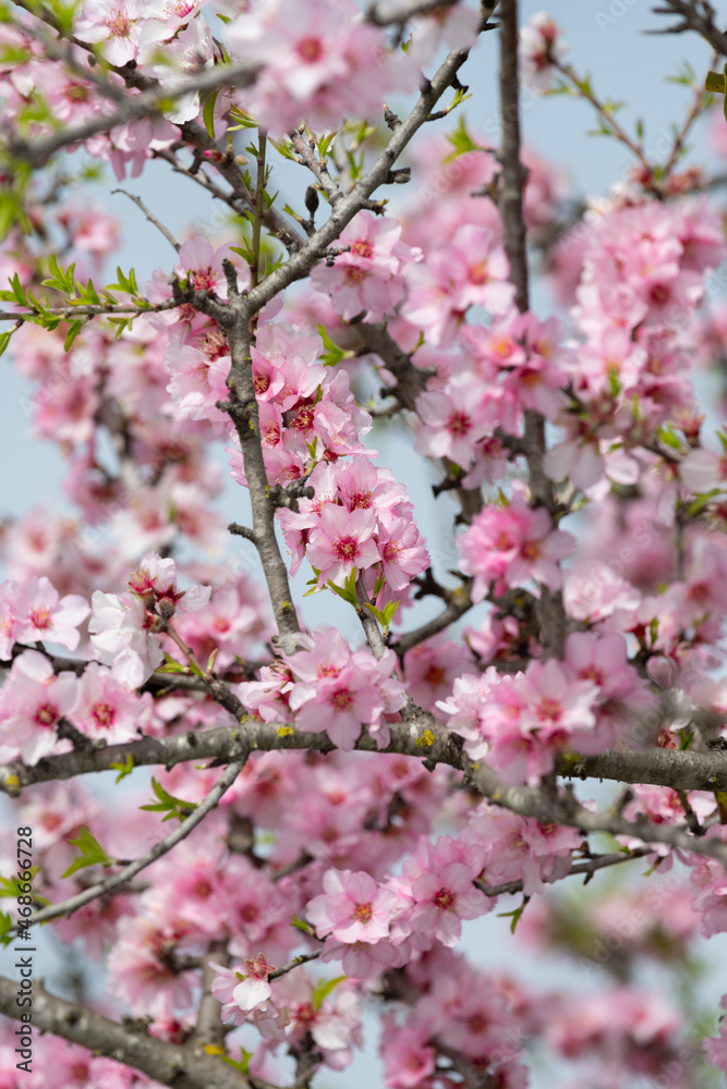 Pink almond or Prunus dulcis flowers. Algarve Portugal. Pink almond or Prunus dulcis flowers. Algarve Portugal.