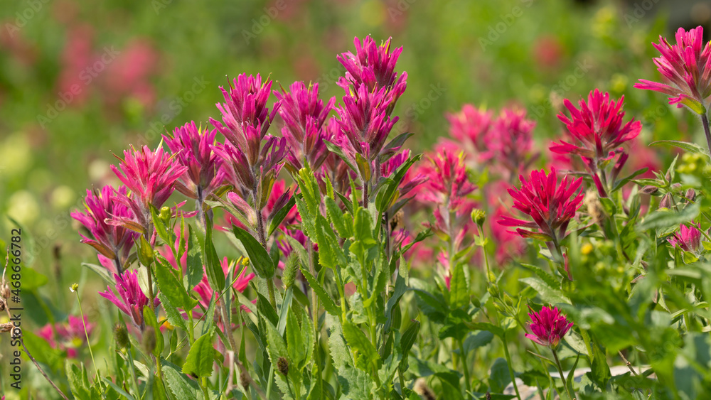 Intense pink Indian Paintbrush flowers grow in a lush green meadow.
