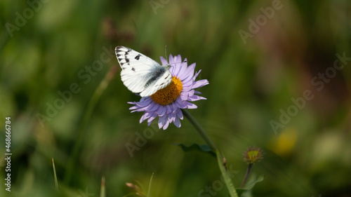 A Western White butterfly lands on a purple aster flower in an alpine meadow in Glacier National Park Montana. 