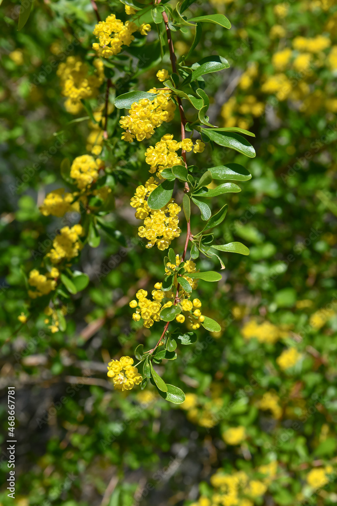 Yellow flowers of alyssum, genus of plants in the family Cabbage, shot in summer in Asia.