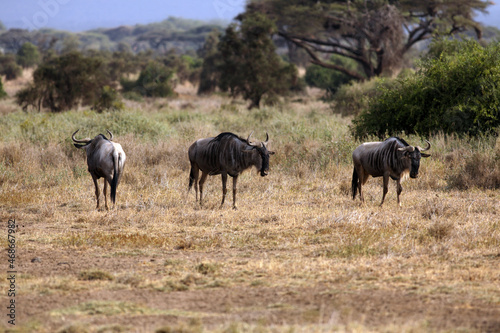Antelope gnu at safari © Marcin