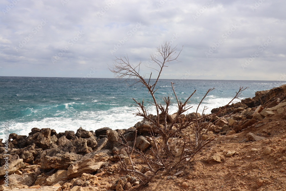 tree on the beach