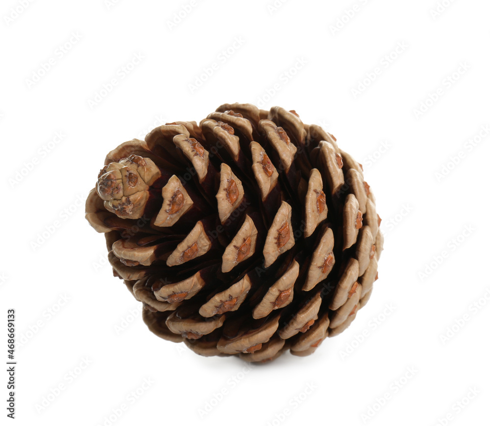 Beautiful dry pine cone isolated on white Beautiful dry pine cone isolated on white