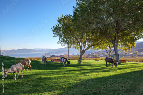 Photography Wild Desert Bighorn Sheep feeding grass on local park