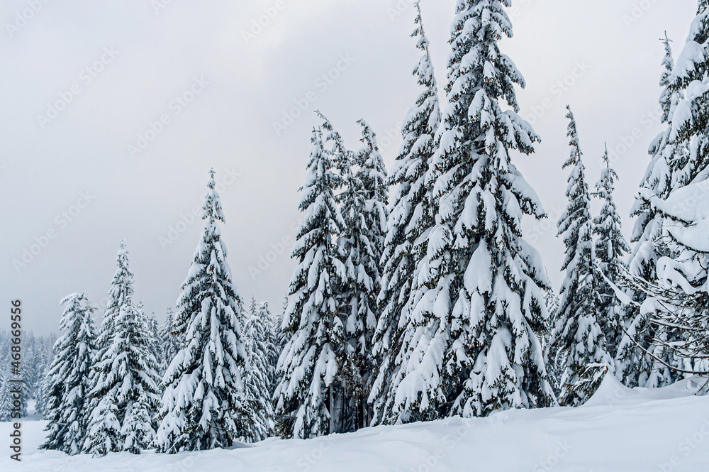 Obraz premium fir trees covered with snow. amazing winter landscape