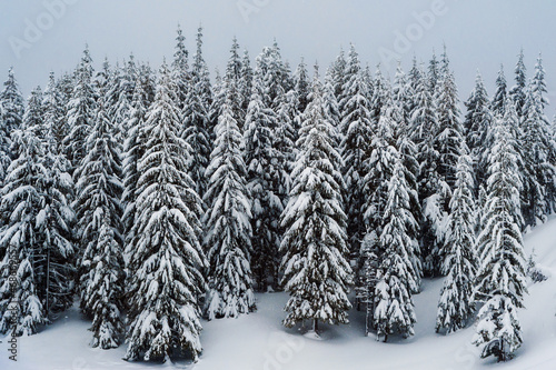 fir trees covered with snow. amazing  winter landscape © ver0nicka