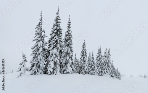 fir trees covered with snow. amazing winter landscape