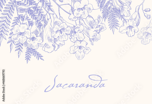 Cuadro en lienzo Jacaranda blooming branches, purple and beige floral background