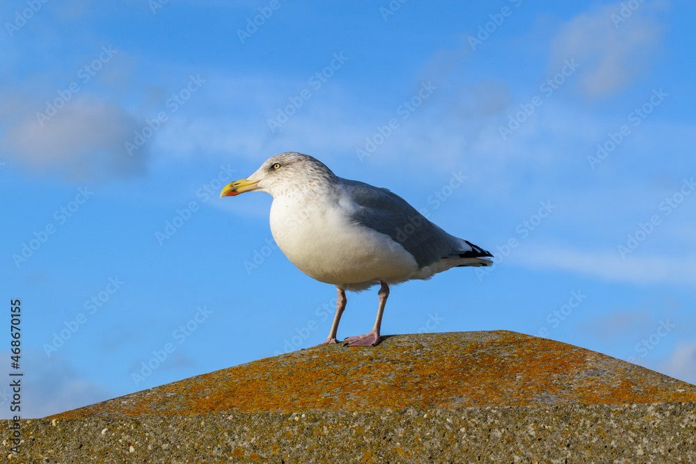 Nahaufnahme einer Silbermöwe, Larus argentatus, auf der Nordseeinsel Borkum Nahaufnahme einer Silbermöwe, Larus argentatus, auf der Nordseeinsel Borkum
