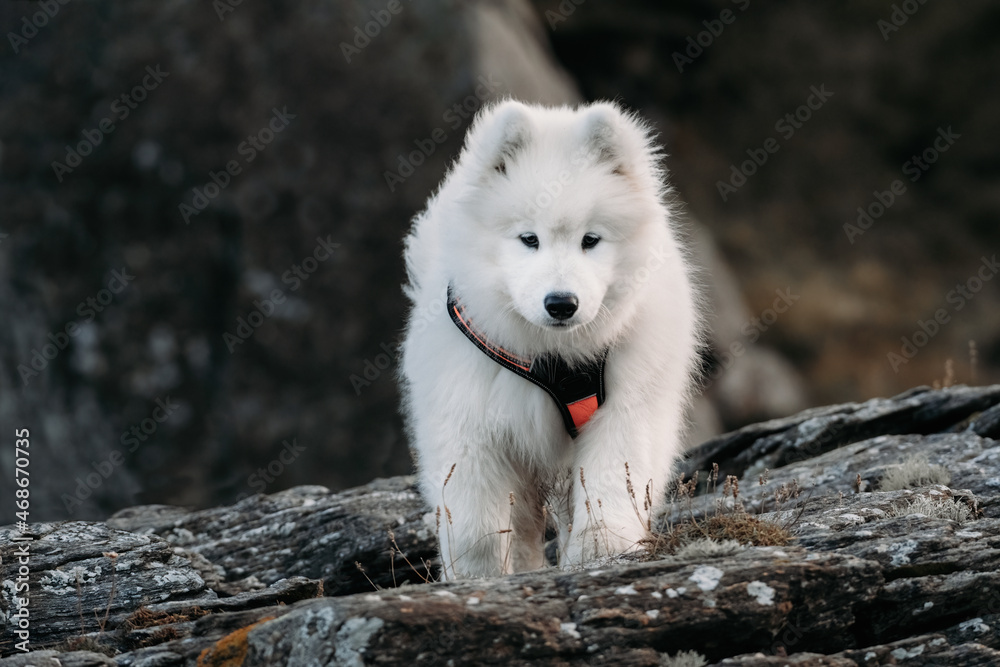 Smiling happy Samoyed dog Smiling happy Samoyed dog