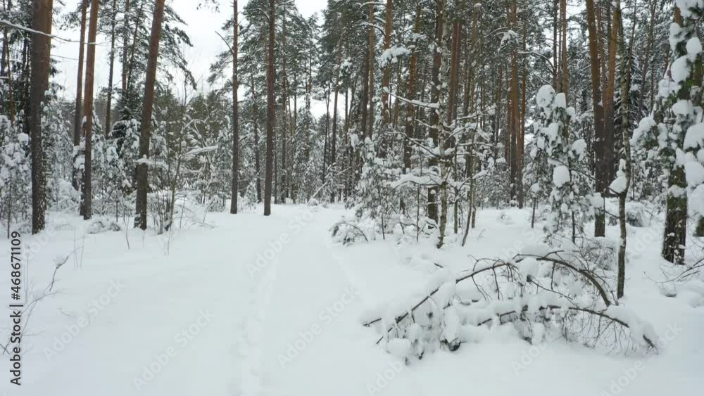 Drone shot flying in the winter pine tree forest. Slow flight in forest on winter season.
Drone shot flying in the winter pine tree forest. Slow flight in forest on winter season.